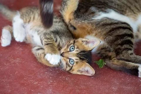 Cute small kitten looking at the camera Stock Photos