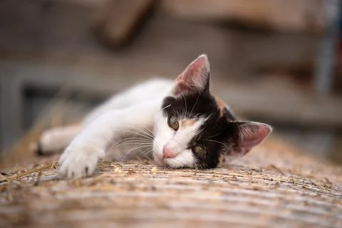 Cute small kitten lying on hay roll at farm, closeup detail Foto stock