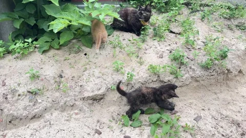 Cute small kittens climbing a sandy hill outdoors Stock Footage 336321203