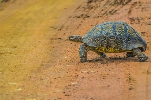 Cute small Leopard Tortoise crawling on dirt road in a game reserve in South  Stock Photos