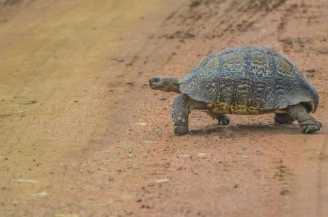 Cute small Leopard Tortoise crawling on dirt road in a game reserve in South  Stock Photos