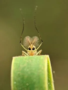 Cute Small Midge Fly With Feathery Antennae Peeking Over Green Leaf Macro Photos