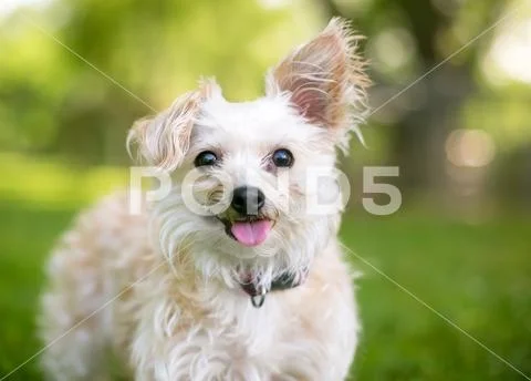 A cute small mixed breed dog with one upright ear and one floppy ear, stickin Stock Photos