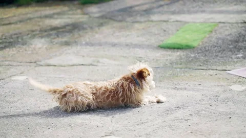 Cute small mongrel dog stretching and raising its tail up, funny street dog Stock Footage 313128137