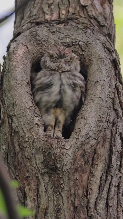 Cute small owl sleeping and waking up inside tree hollow Stock Footage 343824020
