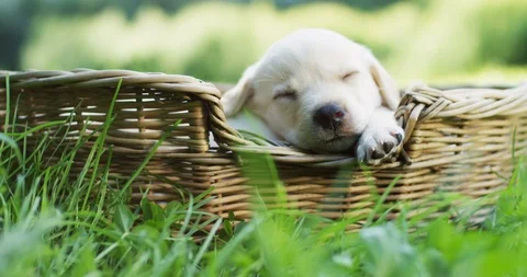 Cute small puppy of labrador sleeping in the basket on the green grass. Close up Stock Footage 98092223