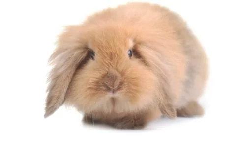Cute small rabbit Stock Photos