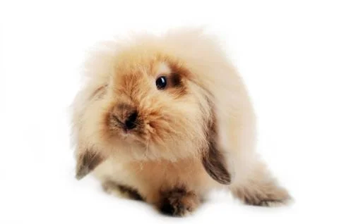 Cute small rabbit Stock Photos