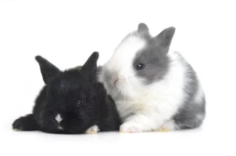Cute small rabbit Stock Photos