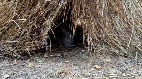 Cute small rabbit in wild nature. Stock Footage 115546486
