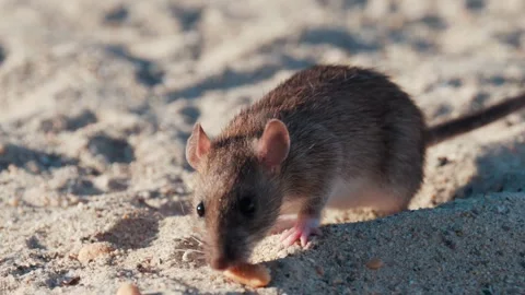 Cute small rat eating peanuts on sandy beach during daylight. Stock Footage 339118954