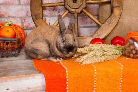 Cute small red easter bunny with autumn decoration. Fall season.Harvest concept Stock Photos