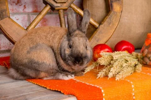 Cute small red easter bunny with autumn decoration. Fall season.Harvest concept Stock Photos