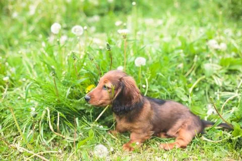 A cute small red long-haired dachshund puppy Stock Photos