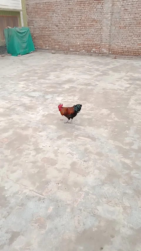 Cute Small Rooster Stock Footage 323702402