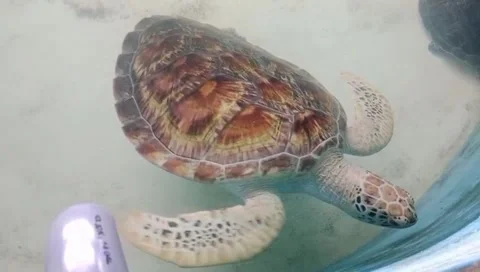 Cute small sea turtle swimming in clear water pool Stock Footage 344638742