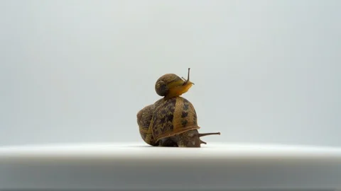 Cute small snail crawling on another big brown snail on white background Stock Footage 111035221