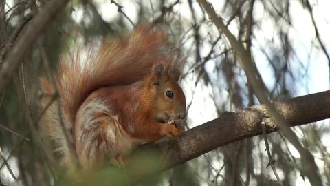 Cute small squirrel eating walnut on the branch 库存影片 80597030