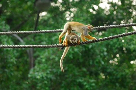 A cute, small squirrel monkey with brown fur sits on a green branch Foto stock