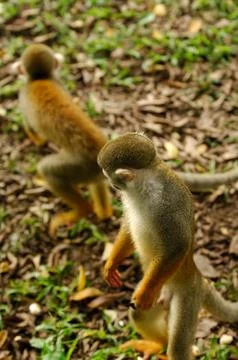 A cute, small squirrel monkey face peers from a green jungle branch Foto stock