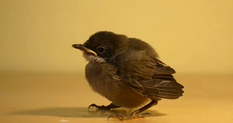 Cute small tiny baby bird close up looking at the camera - wildlife animal 스톡 동영상 221493333