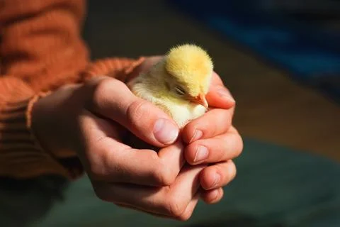 Cute small tiny newborn yellow baby chick in hands of child. Stock Photos