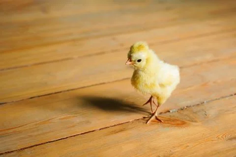 Cute small tiny newborn yellow baby chick on wooden floor. Stockfoto's