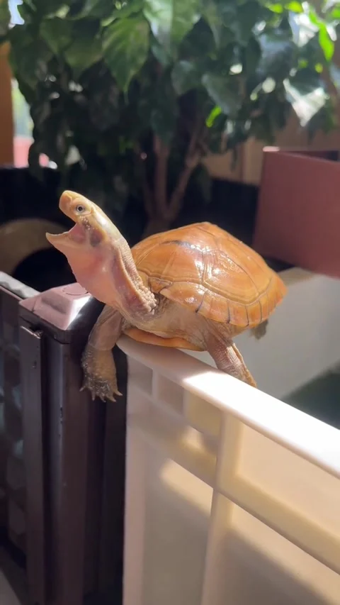 A cute small turtle resting on the edge of a plastic enclosure Stock Footage 346967890