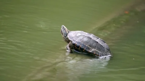 Cute small turtle sitting in a green water pond in a national park Stock Footage 75334792