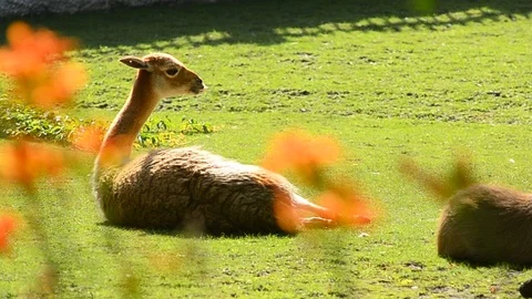 Cute small vicuna laying on a green lawn Stock Footage 89746005