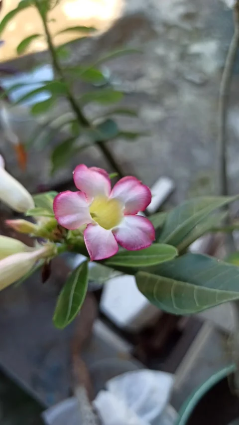 Cute Small White and Pink Frangipani Flowers Stock Footage 338212244