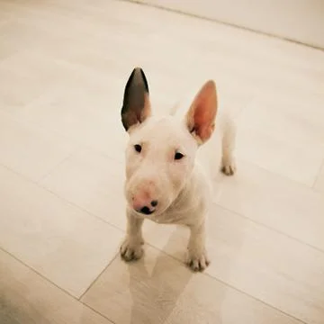 Cute small white Bull Terrier puppy standing on a white floor Stock Photos