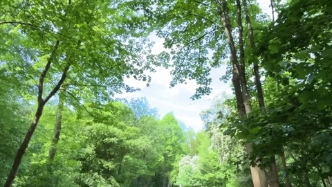 Cute Small White Dog and Short-Haired Golden Retriever in Amsterdam Forest 스톡 동영상 343016780