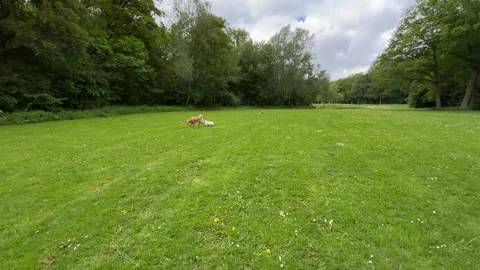 Cute Small White Dog and Short-Haired Golden Retriever in Amsterdam Forest Stock-Footage 343016837