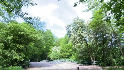 Cute Small White Dog and Short-Haired Golden Retriever in Amsterdam Forest 스톡 동영상 343016862
