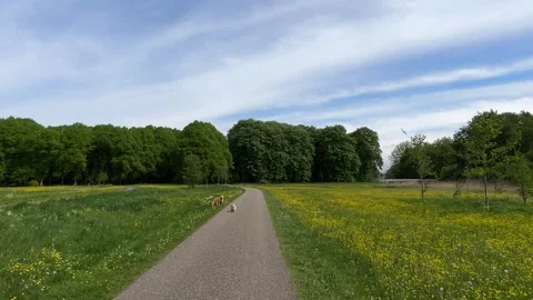 Cute Small White Dog and Short-Haired Golden Retriever in Amsterdam Forest Stock-Footage 343016913