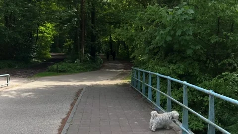 Cute Small White Dog and Short-Haired Golden Retriever in Amsterdam Forest Stock-Footage 343016948