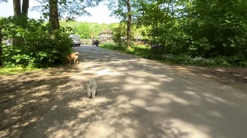 Cute Small White Dog and Short-Haired Golden Retriever in Amsterdam Forest 스톡 동영상 343017023