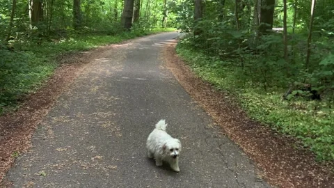Cute Small White Dog and Short-Haired Golden Retriever in Amsterdam Forest Stock Footage 343017084