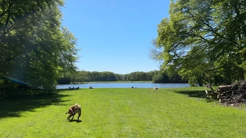 Cute Small White Dog and Short-Haired Golden Retriever in Amsterdam Forest Stock-Footage 343017133