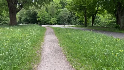 Cute Small White Dog and Short-Haired Golden Retriever in Amsterdam Forest Stock Footage 343017171