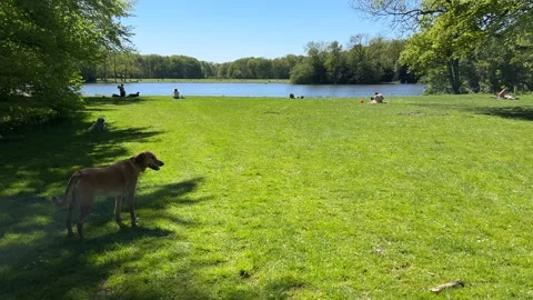 Cute Small White Dog and Short-Haired Golden Retriever in Amsterdam Forest Stock-Footage 343017249