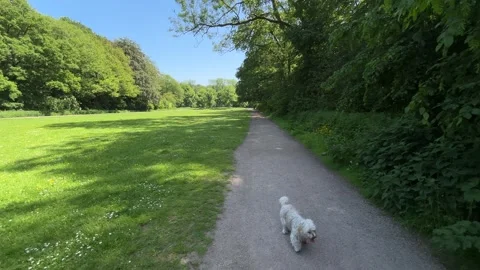 Cute Small White Dog and Short-Haired Golden Retriever in Amsterdam Forest Vidéo 343017275