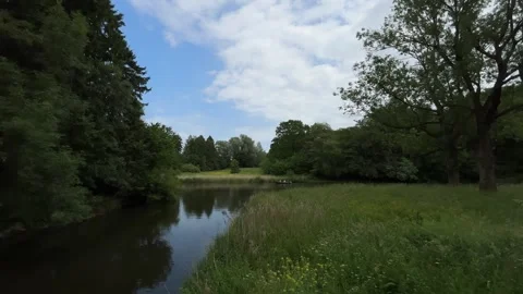 Cute Small White Dog and Short-Haired Golden Retriever in Amsterdam Forest 库存影片 343017304