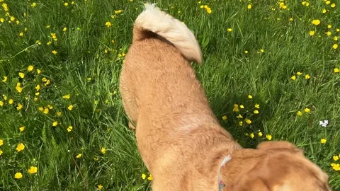 Cute Small White Dog and Short-Haired Golden Retriever in Amsterdam Forest 스톡 동영상 343017333