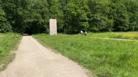 Cute Small White Dog and Short-Haired Golden Retriever in Amsterdam Forest 스톡 동영상 343017466