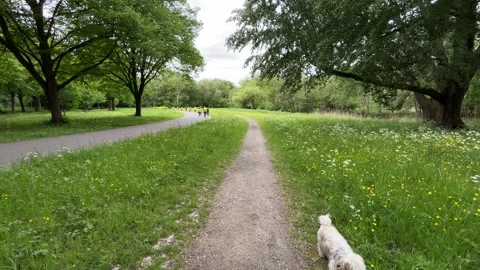 Cute Small White Dog and Short-Haired Golden Retriever in Amsterdam Forest Stock-Footage 343017521
