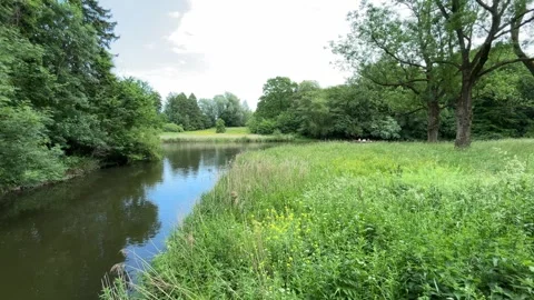 Cute Small White Dog and Short-Haired Golden Retriever in Amsterdam Forest Stock-Footage 343017546