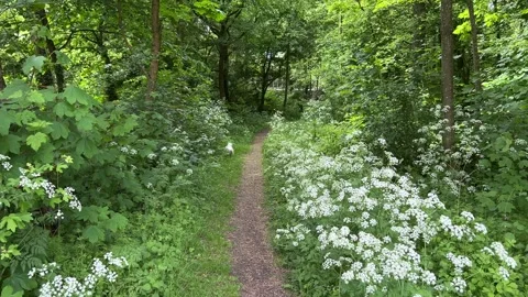 Cute Small White Dog and Short-Haired Golden Retriever in Amsterdam Forest 스톡 동영상 343017566