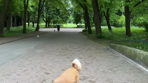 Cute Small White Dog and Short-Haired Golden Retriever in Amsterdam Forest 스톡 동영상 343017645